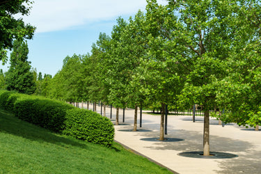 15 TULIP POPLAR TREE Yellow Flower Liriodendron Tulipifera Whitewood Seeds